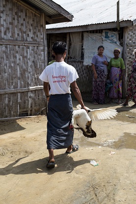 After a school day, Hla Tin gathers the family’s ducks which have fled their backyard. By raising ducks, the family can gain extra income with which to buy medicine or food supplies at the camp’s market. 