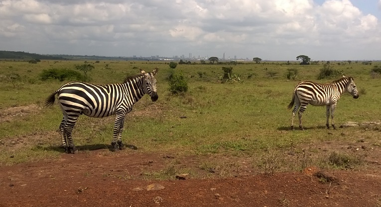 Kansallispuisto: Ensimmäiseksi ulkoministeri John Kerry piipahti Nairobin luonnonpuistossa. Se on kaupungin alueella ja lentokentän kupeessa.