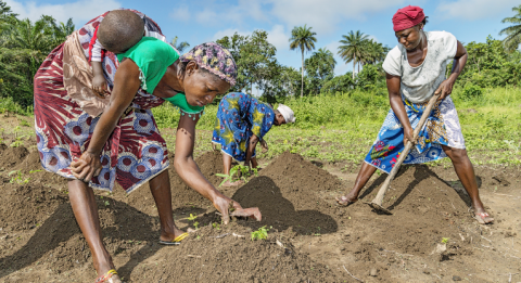 Abee Kromah, 27, osallistuu Kirkon Ulkomaanavun järjestämään viljely kouluun Liberian Gran Cape Mountissa. Hän aikoo käyttää oppejaan oman viljelmän perustamiseen. Nyt viiden lapsen yksinhuoltaja elättää perheensä kassavatilkulla ja pyykkäämällä ihmisten vaatteita purolla.