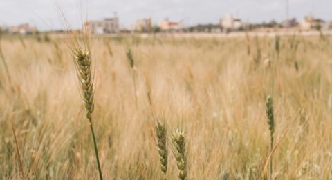 Deir Ballout is known as the bread basket of Salfit Governorate. Here, there's a total of 1,2 km2 of fields, spreading out on each side of the road to the village. Photo Tatu Blomqvist