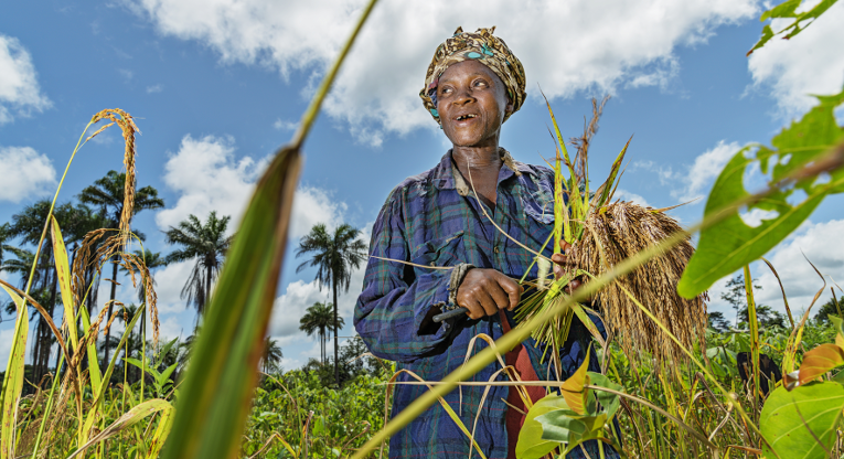 Omai Toka korjaa riisisatoaan Liberiassa.