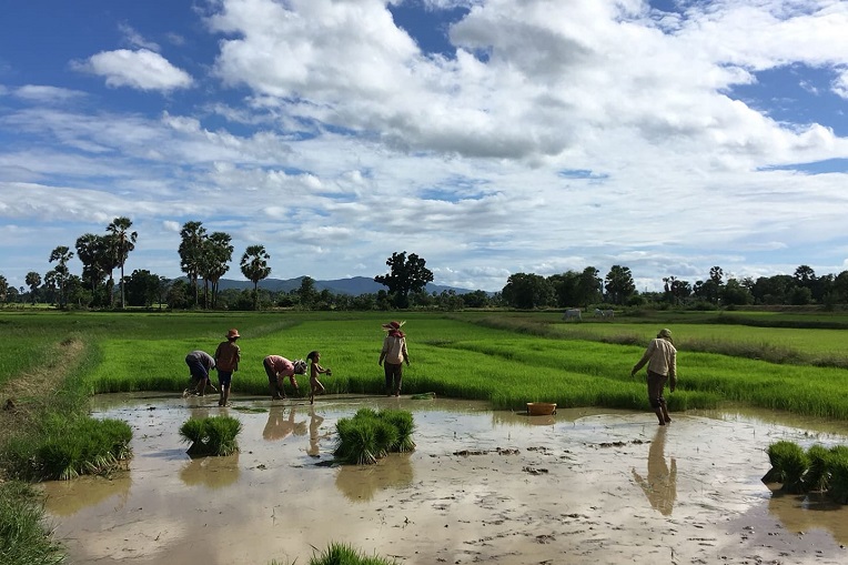 Riisipelto Kampong Speu -provinssissa ja neljä aikuista ja yksi pieni lapsi.