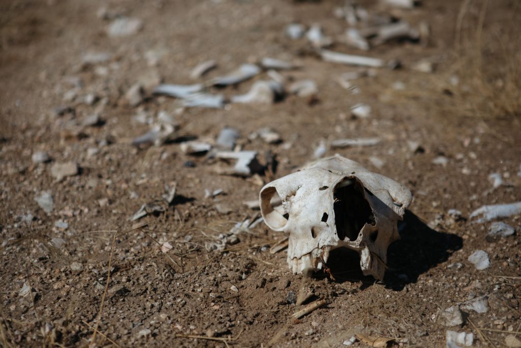 Archive photo. Bones of dead animals on the ground. 