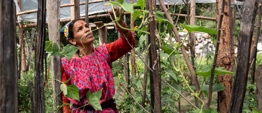 A woman standing in her greenhouse in Nepal. Zucchini is growing around her.