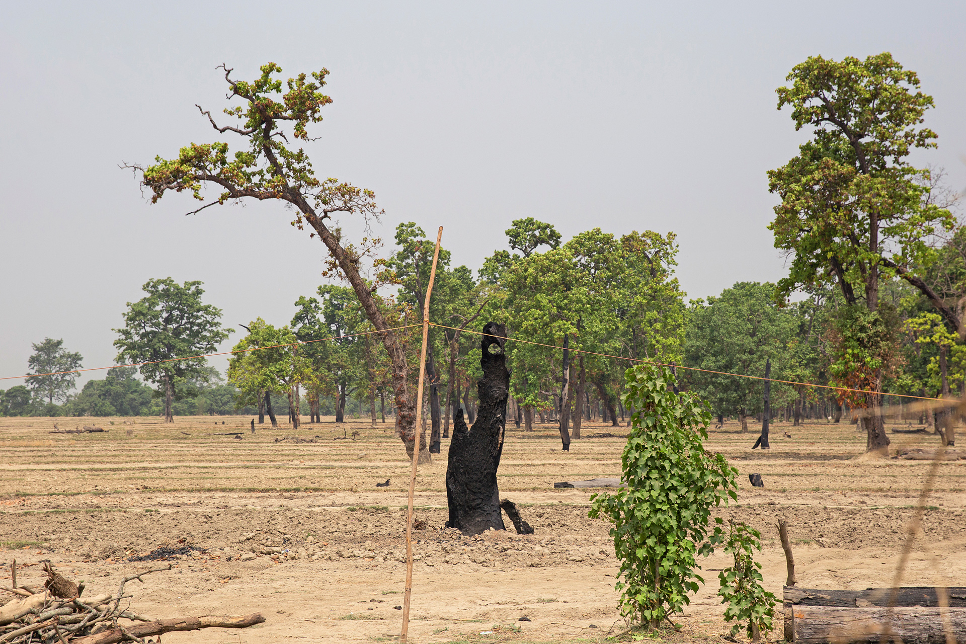 Charred trees on a dry field.