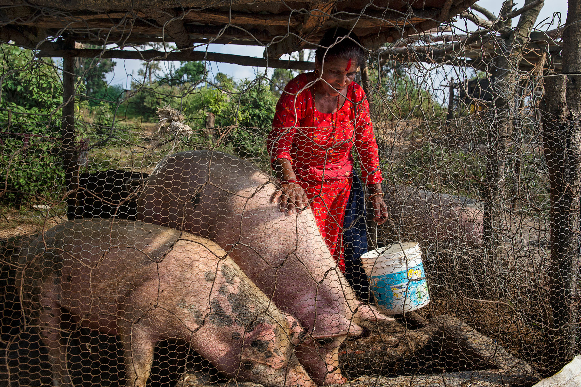 Nainen silittää sikaa Nepalissa. Naisen kädessä on ämpäri. Kuvan etualalla on toinenkin sika. Kuva: Uma Bista