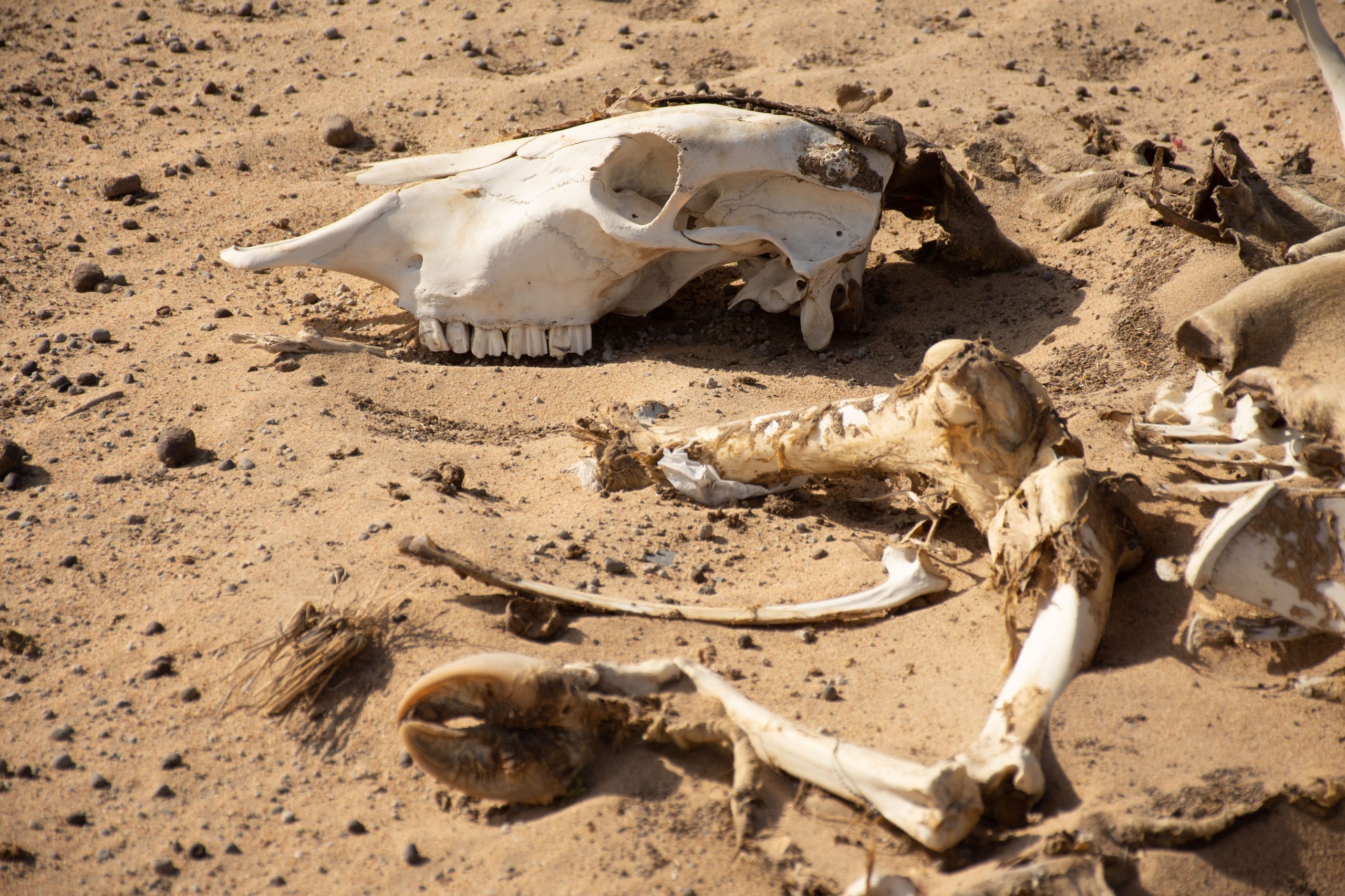 The dried skull of a dead animal