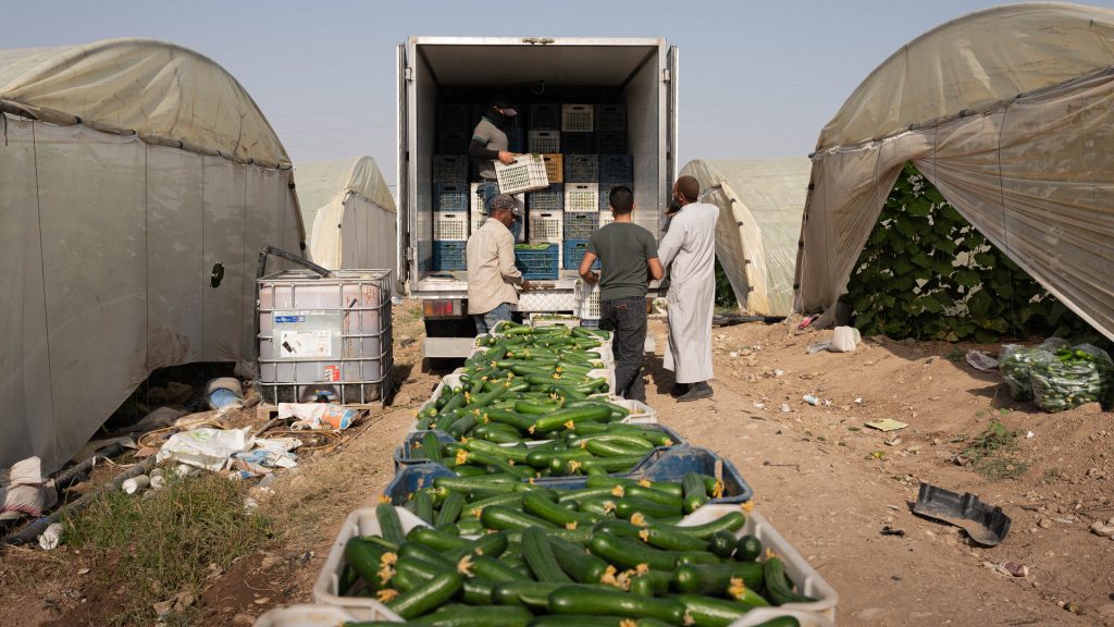 Joukko miehiä lastaa kurkkuja kuorma-autoon Jordaniassa. Kuorma-auton ympärillä on kasvihuoneita. 