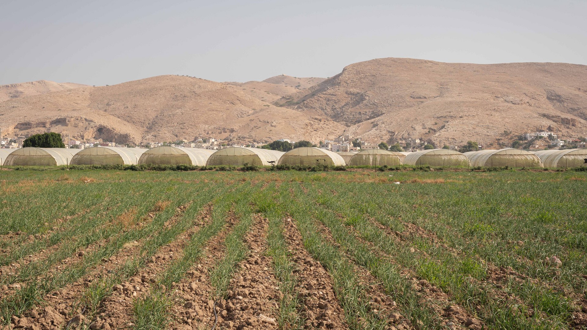 A scenic fiew on a field in Jordan Valley. There are greenhouses and mountains in the horizon.