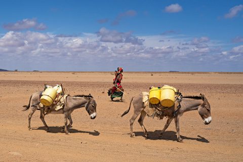 “I can only pray for the rain to come” – the drought has taken everything from  pastoralists in northern Kenya