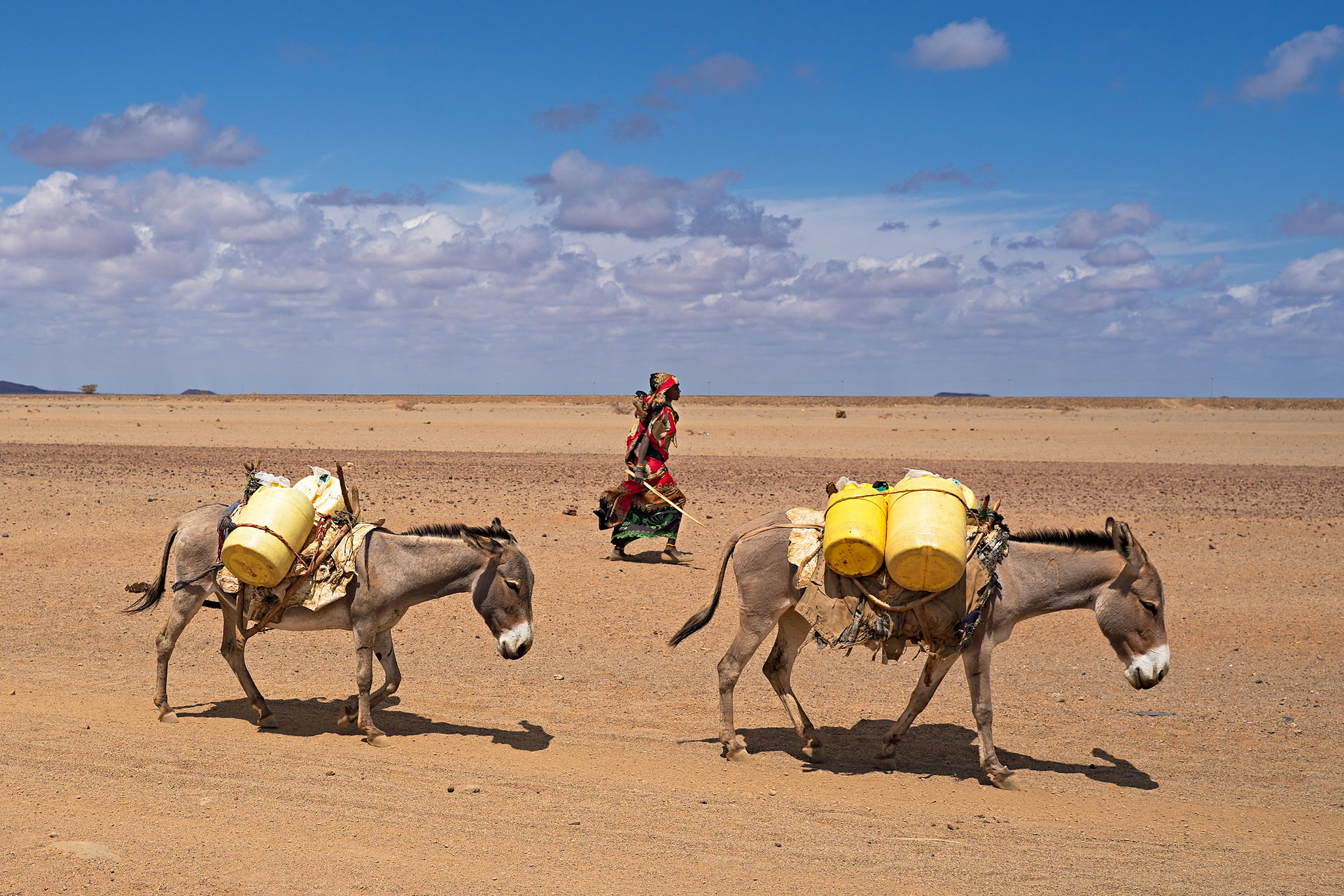 4. En kenyansk kvinna vandrar genom öknen med två åsnor lastade med vatten i gula kanistrar.