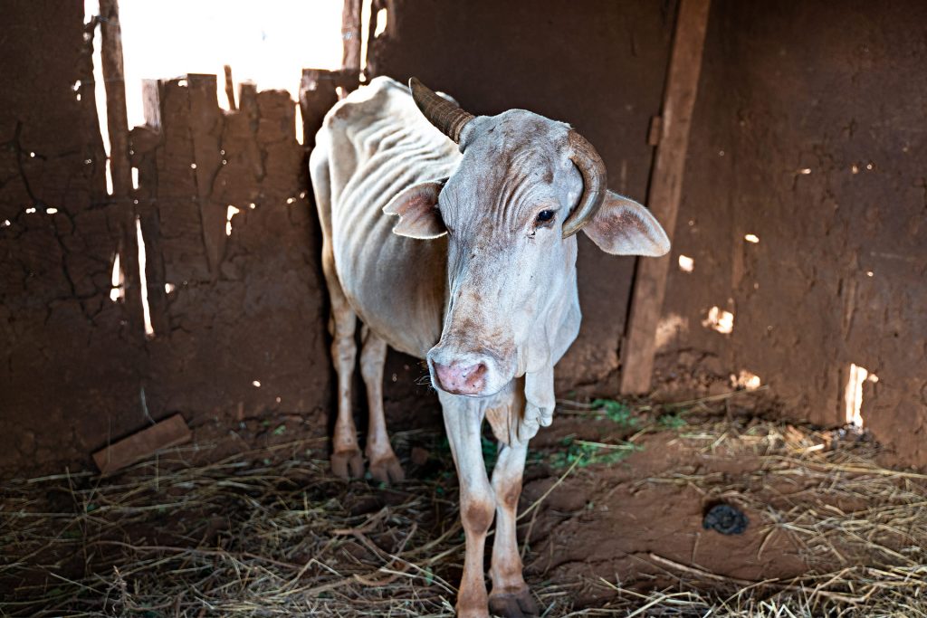 A skinny white cow stands in the shade. The wall behind the cow is made of wood and mud. 