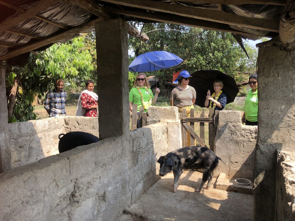 A number of people look over a wall into a pig sty