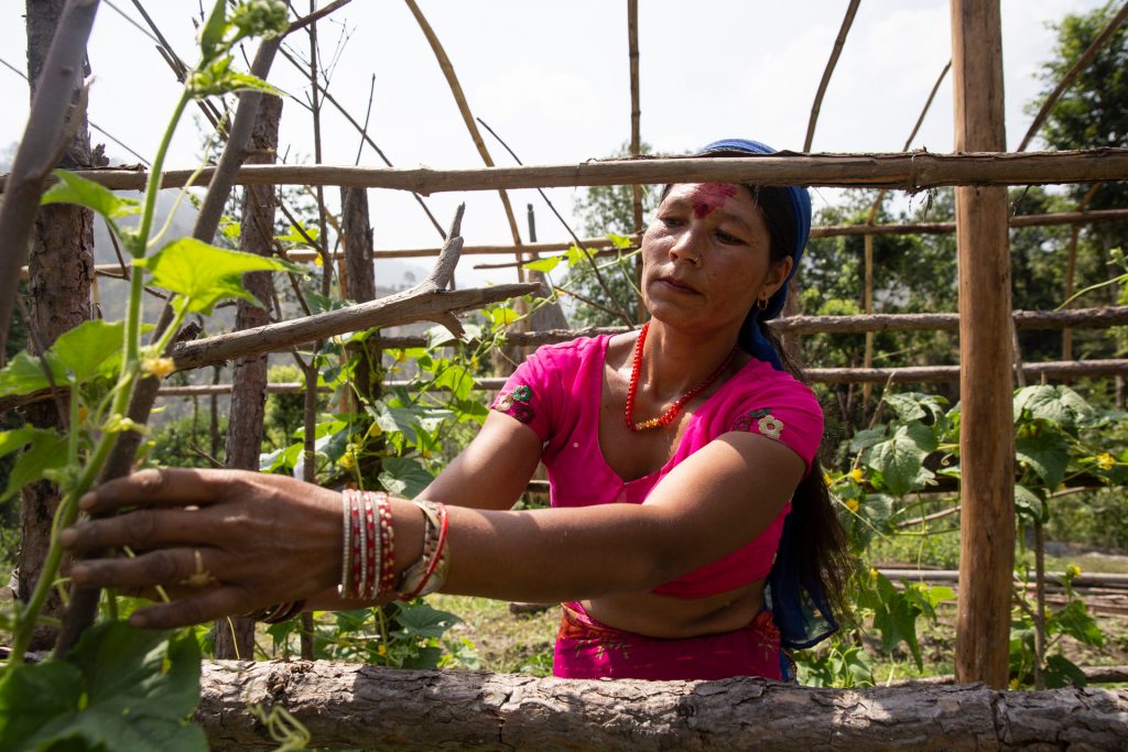 A woman reaches through a trellis to tend a plant in a large field.