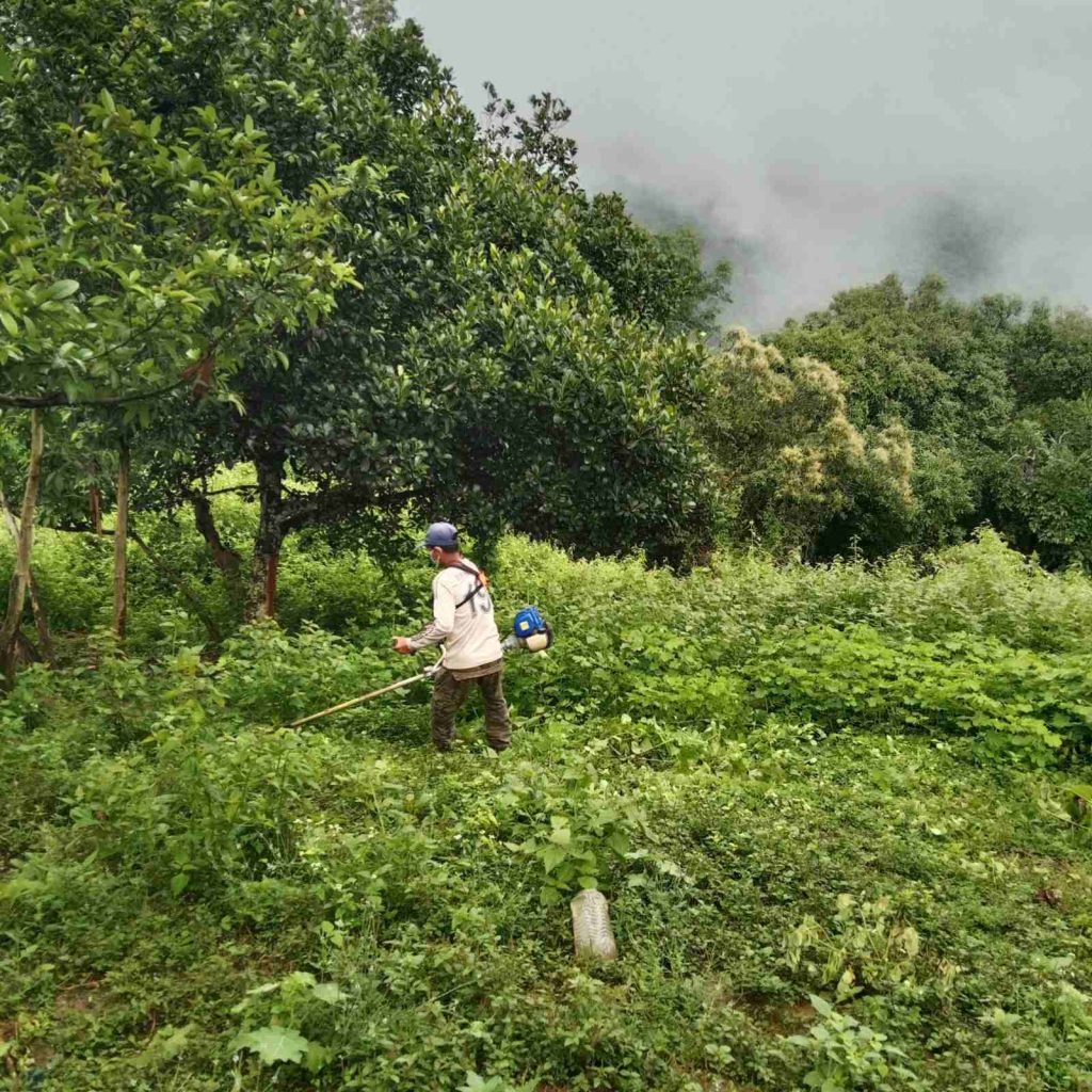 A man with a grass trimmer works near a line of trees