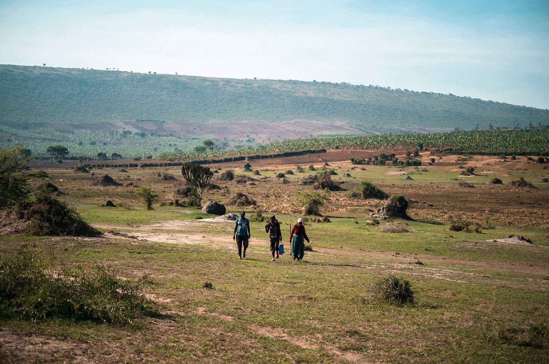 Kolme ihmistä kävelee kukkuloiden välissä olevassa laaksossa Ugandan maaseudulla. Ihmiset kantavat päänsä päällä ruokabanaaniterttuja.