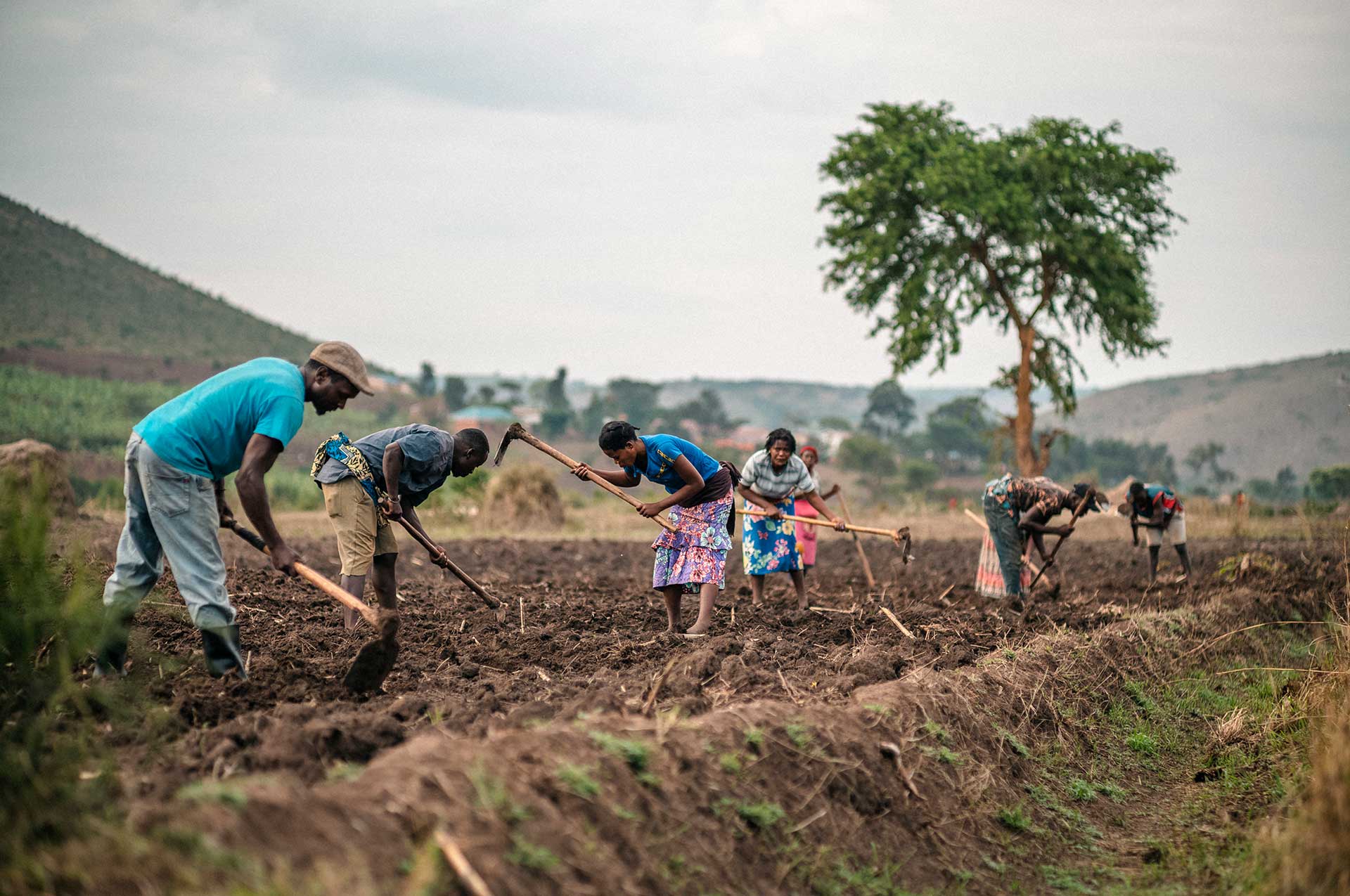 Kongolainen perhe kuokkii peltoa Ugandassa.