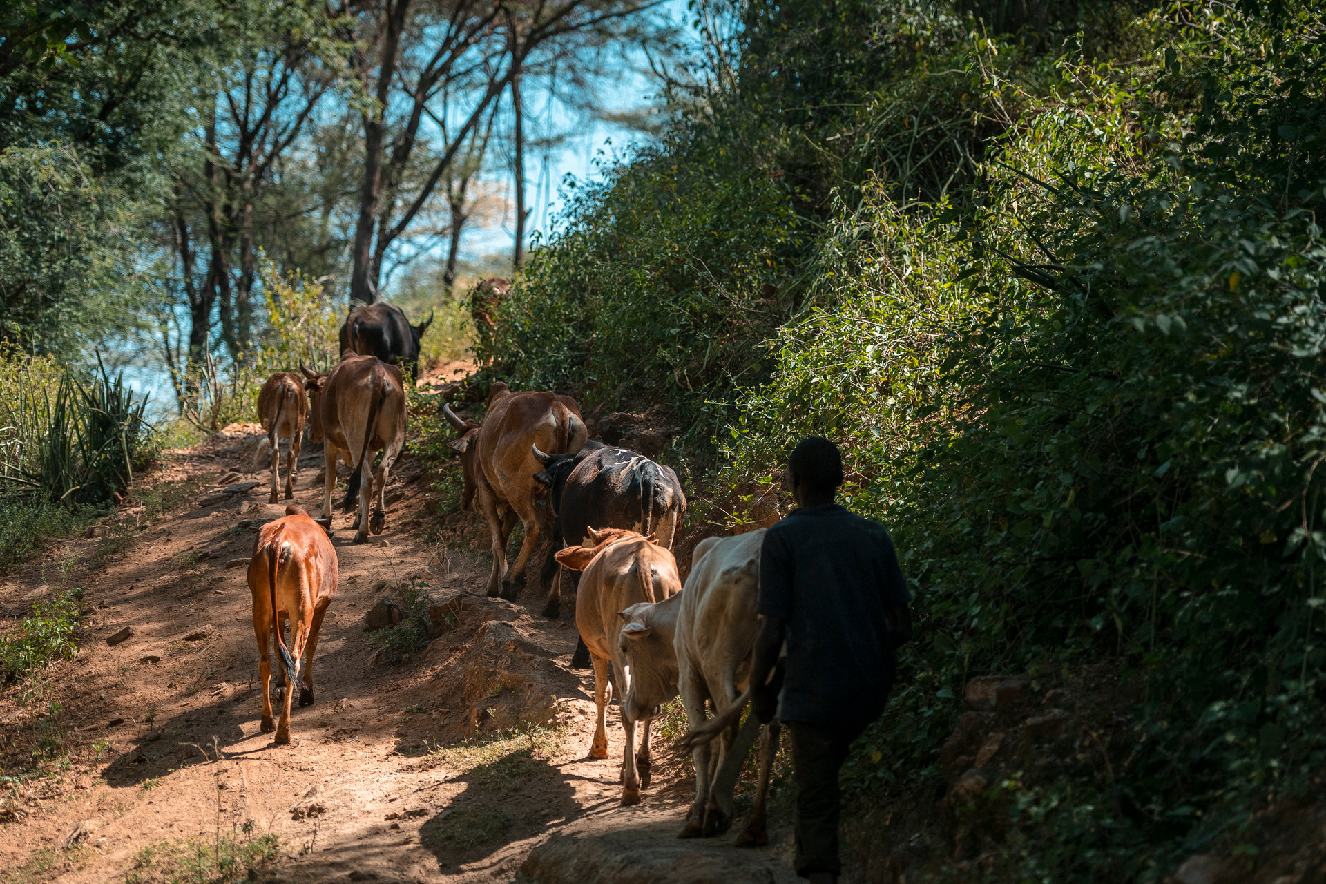 Cattle walking on a path with a herder walking behind them.