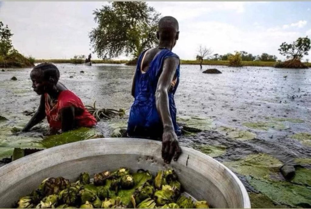 A person walks through waist-deep water, dragging a large bowl of water-lilies.