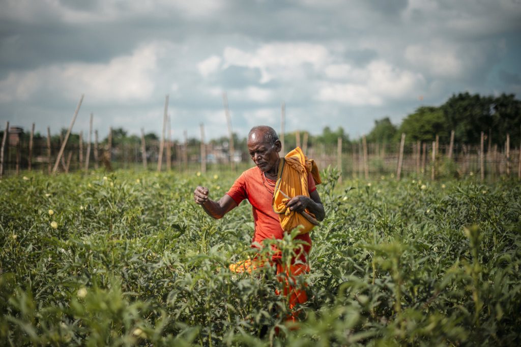 Nepalilainen mies poimii pellollaan okraa.