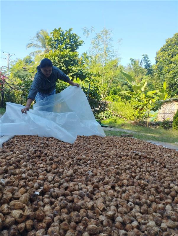 A woman spreads a plastic sheet over a large number of large betel nuts.