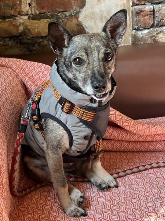 A small dog in a harness sits on a pink sofa