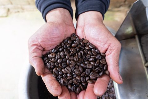 A pair of outstretched hands hold a pile of roasted coffee beans